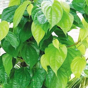 Lá trầu không | Địa chỉ bán lá trầu không | Công dụng, tác dụng