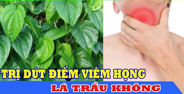 Lá trầu không | Địa chỉ bán lá trầu không | Công dụng, tác dụng chữa vảy nên, viêm gia cơ địa