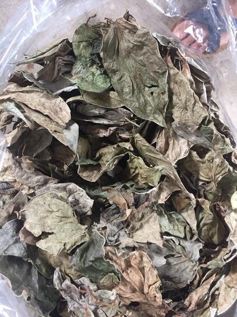 Lá trầu không | Địa chỉ bán lá trầu không | Công dụng, tác dụng chữa vảy nên, viêm gia cơ địa