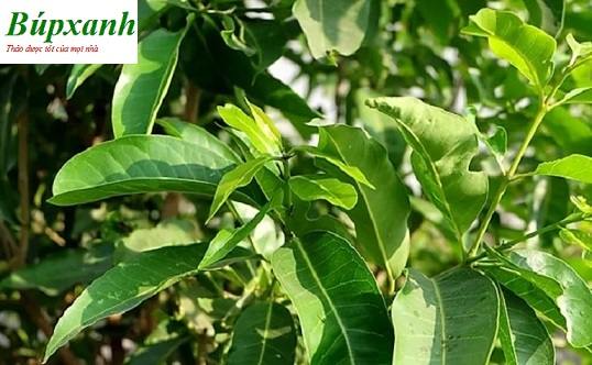 Trà nụ vối | Lá cây vối | Đia chỉ bán nụ vối bắc thanh nhiệt giải độc