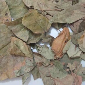 Cây vông | Lá vông | Vông nem | Địa chỉ bán lá vông khô