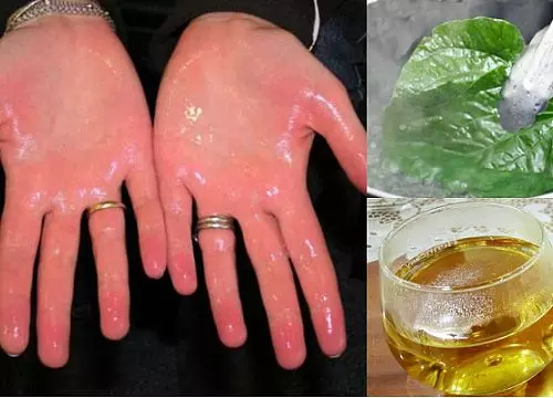 la_lot_chua_gut Chuốt hột rừng hỗ trợ chữa gút cùng củ ráy và lá lốt