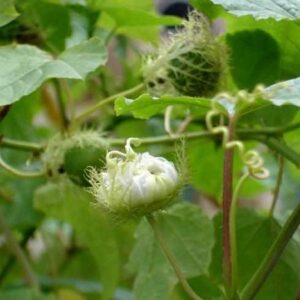 Cây lạc tiên | Dây nhãn lồng | Dây chùm bao