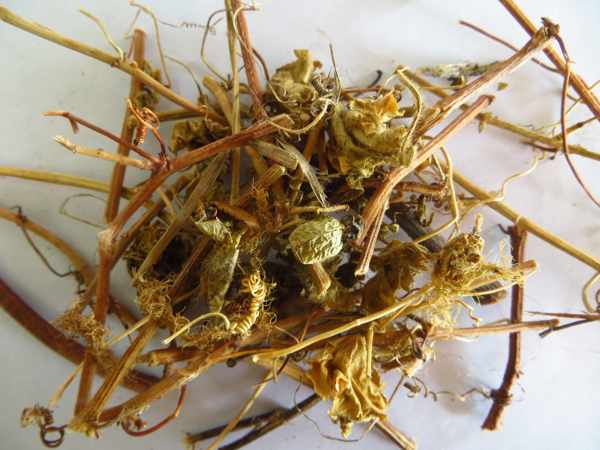 Cây lạc tiên, tác dụng cây lạc tiên, địa chỉ bán cây lạc tiên