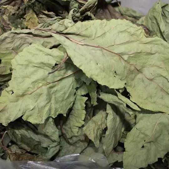 lá dâu chữa bệnh gì