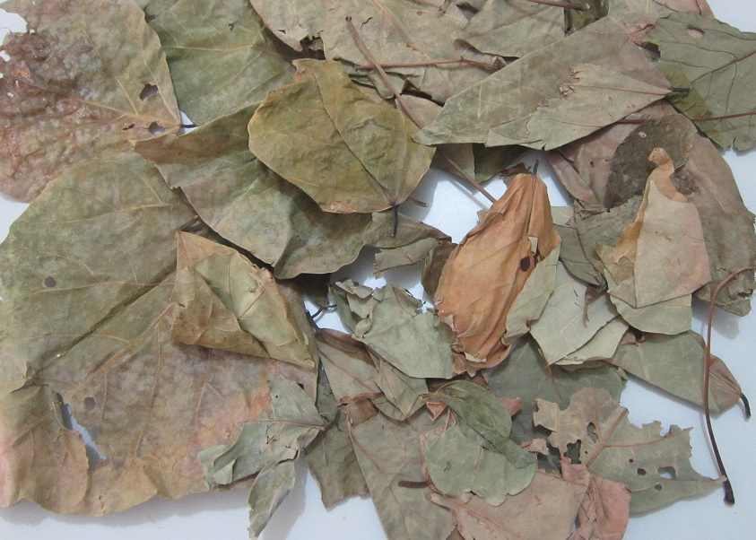 Lá vông, tác dụng cây vông, địa chỉ bán lá vông nem