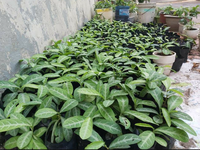 Cây lưỡi nhân có tác dụng gì theo như kinh nghiệm dân gian