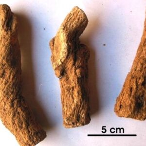 Mộc hương | Công dụng mộc hương | Địa chỉ bán mộc hương