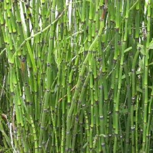 Cỏ tháp bút | Mộc tặc