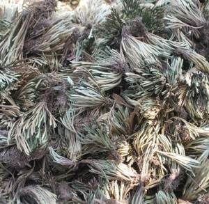 Cây móng lừng rồng | Cây chân vịt | Trường sinh thảo