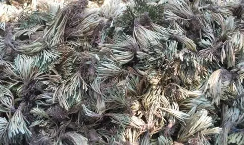 Móng lưng rồng, tác dụng cây móng lưng rồng, địa chỉ bán móng lưng rồng