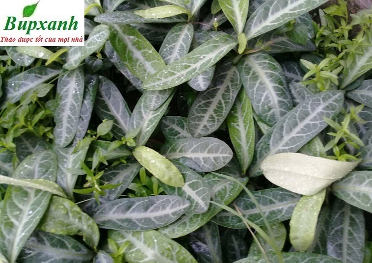 mua-cay-luoi-nhan-luoi-nguoi-o-dau-bupxanh-1