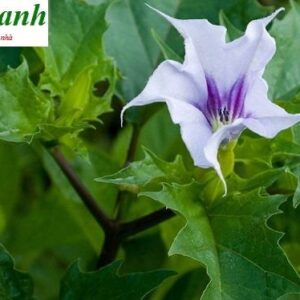 Lá cây cà độc dược | địa chỉ bán hoa cà độc dược chữa viêm xoang