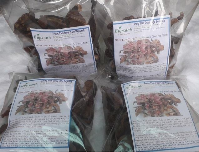 nam-lim-xanh-bupxanh-12 Nấm lim xanh được sử dụng để hỗ trợ điều trị ung thư quý khách cần tìm hiểu kỹ, cách phân biệt đúng nấm lim xanh, cách kết hợp nấm lim xanh với các loại cây thuốc khác để điều trị ung thư, địa chỉ bán nấm lim xanh, tác dụng nấm lim xanh, nấm lim xanh chữa bệnh gì, mua nấm lim xanh ở đâu, cách sử dụng nấm lim xanh