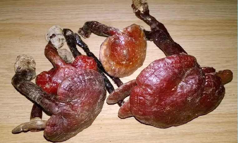 nam-lim-xanh14 Nấm Lim Xanh chữa ung thư | Tác dụng nấm lim xanh | Bán nấm lim xanh