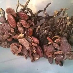 Nấm cổ cò | Nấm lồ ô | Nấm trúc | Nấm cổ cò đỏ | Nấm cổ cò đen