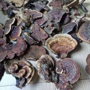 Nấm linh chi rừng | Nấm hồng chi | Nấm chân voi | Nấm cổ linh chi