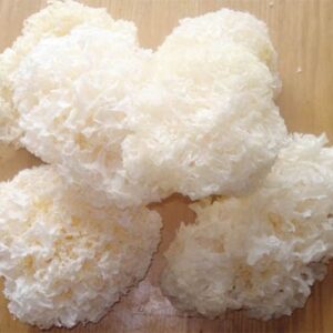 Nấm tuyết |  Bông tuyết