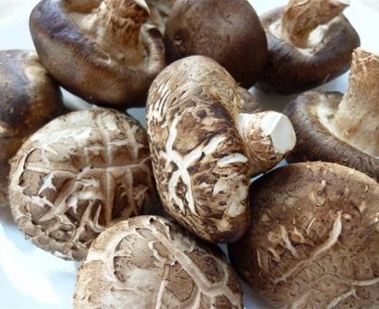 Nấm đông cô nhật