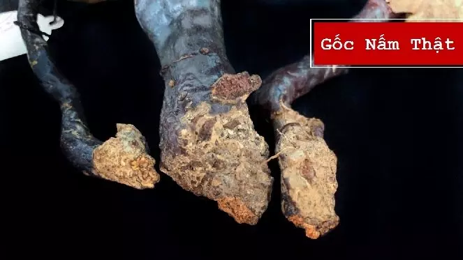 nam_lim_xanh_le_phuc_hoang_gia_10 Nhận diện và phân biệt nấm lim xanh lê phúc hoàng gia