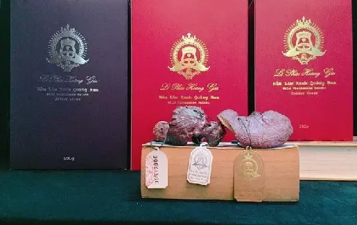 nam_lim_xanh_le_phuc_hoang_gia_2 Nhận diện và phân biệt nấm lim xanh tự nhiên lê phúc hoàng gia