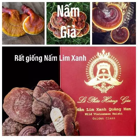 nam_lim_xanh_le_phuc_hoang_gia_3 Nhận diện và phân biệt nấm lim xanh lê phúc hoàng gia