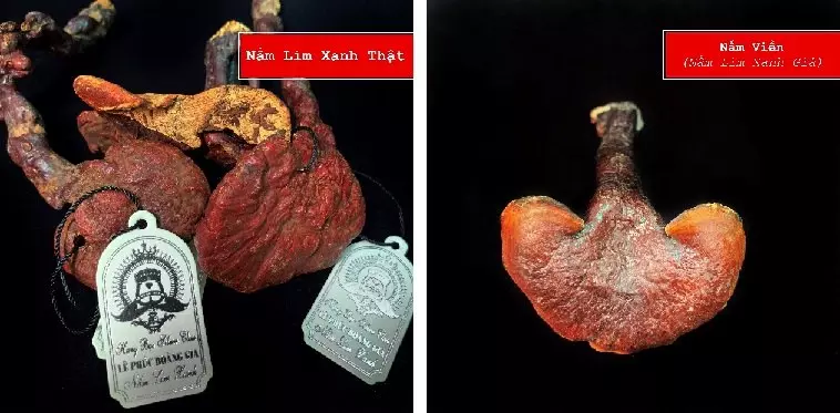 nam_lim_xanh_le_phuc_hoang_gia_5 Nhận diện và phân biệt nấm lim xanh lê phúc hoàng gia