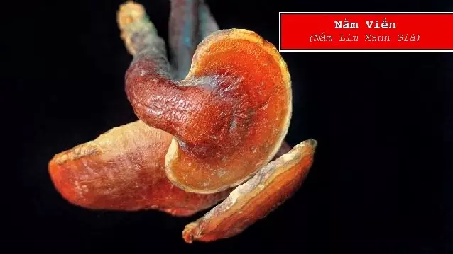 nam_lim_xanh_le_phuc_hoang_gia_6 Nhận diện và phân biệt nấm lim xanh lê phúc hoàng gia