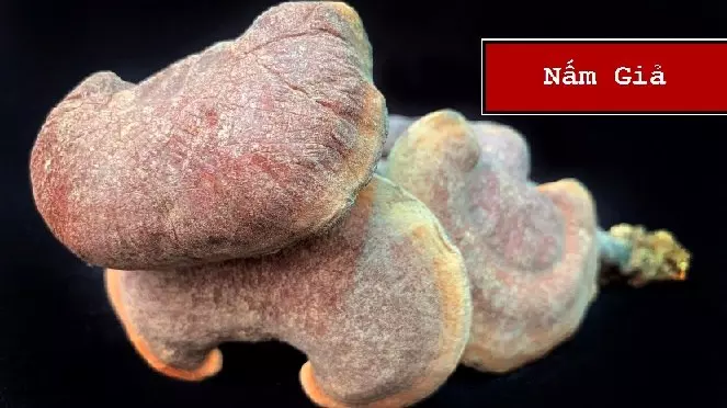 nam_lim_xanh_le_phuc_hoang_gia_7 Nhận diện và phân biệt nấm lim xanh lê phúc hoàng gia