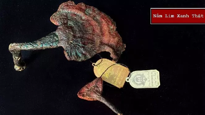 nam_lim_xanh_le_phuc_hoang_gia_8 Nhận diện và phân biệt nấm lim xanh lê phúc hoàng gia
