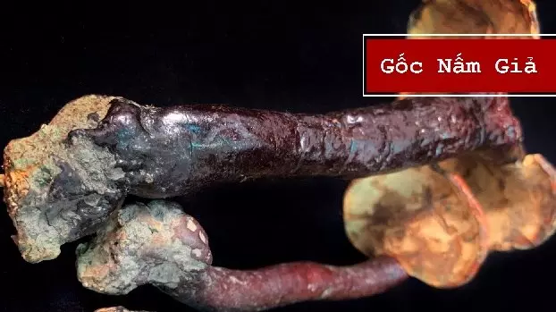 nam_lim_xanh_le_phuc_hoang_gia_9 Nhận diện và phân biệt nấm lim xanh lê phúc hoàng gia