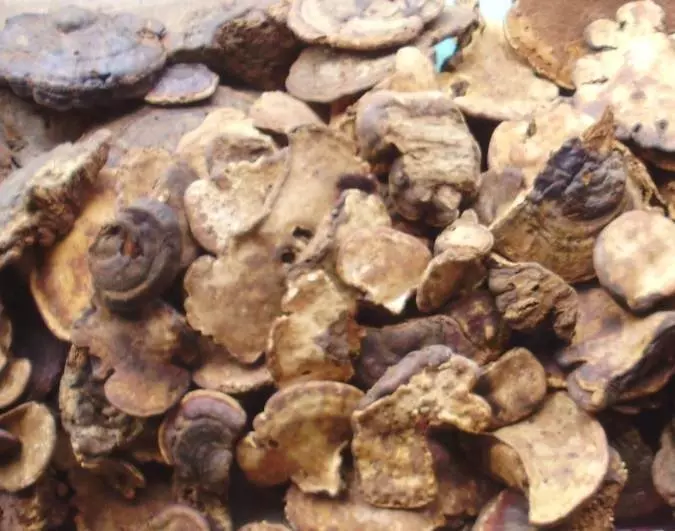 nam_linh_chi_rung nam_linh_chi_rung