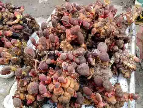 nấm ngọc cẩu tăng cường sinh lý