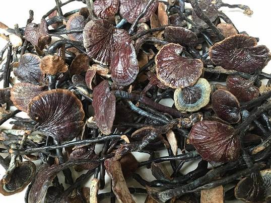 Nấm linh chi cổ cò đỏ, công dụng linh chi cổ cò, địa chỉ bán linh chi cổ cò