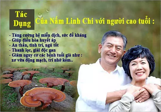 namlinhchivoinguoicaotuoi Tác dụng nấm linh chi Hàn Quốc với người cao tuổi