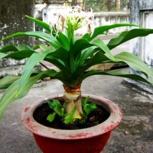 Cây náng hoa trắng | Cây lá náng | Lá náng hoa trắng | Đại tướng quân