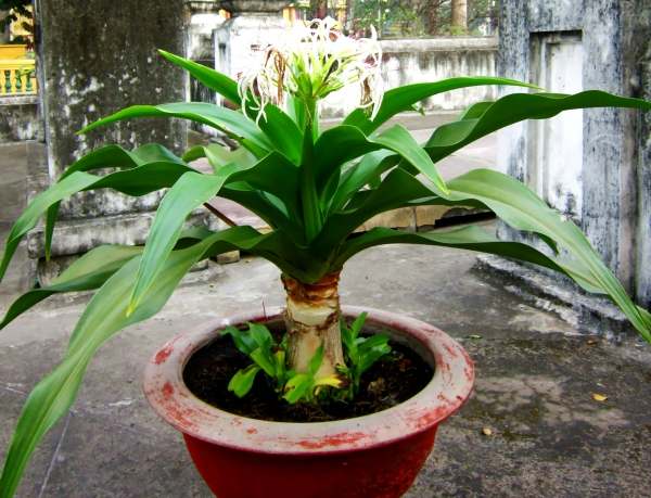 nanghoatrangchuauxo cay nang hoa trang khac tinh benh u xo tuyen tien liet