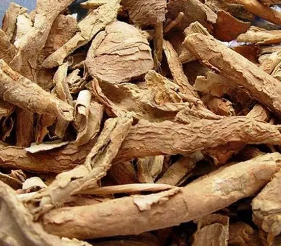 Cây ngũ gia bì, công dụng ngũ gia bì, địa chỉ bán ngũ gia bì