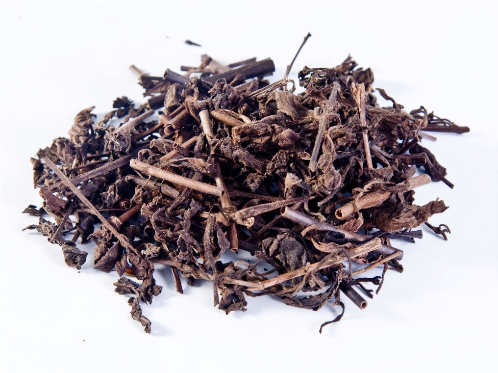 nhan-tran-dy Cây nhân trần | bồ chè, chè đồng, chè nội, chè cát, nhân trần cao