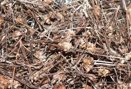 nhan-tran Cây nhân trần | bồ chè, chè đồng, chè nội, chè cát, nhân trần cao