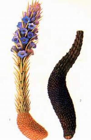 nhuc_thung_dung-bx_ nhuc_thung_dung.bx