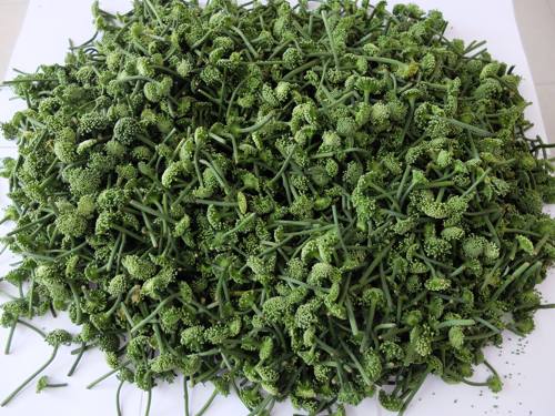 Nụ Tam Thất Bao | Địa chỉ bán nụ tam thất chữa mất ngủ