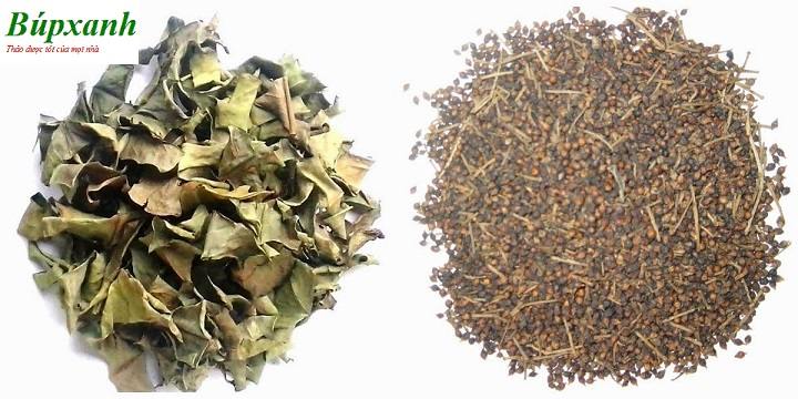 Trà nụ vối | Lá cây vối | Đia chỉ bán nụ vối bắc thanh nhiệt giải độc