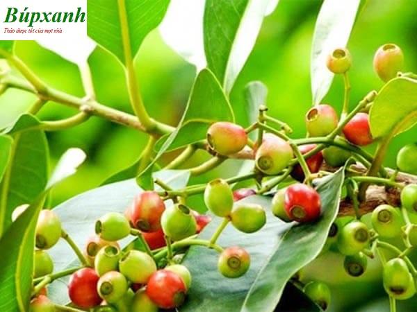 Trà nụ vối | Lá cây vối | Đia chỉ bán nụ vối bắc thanh nhiệt giải độc