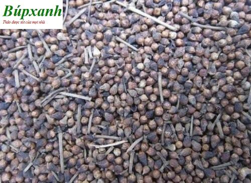 Trà nụ vối | Lá cây vối | Đia chỉ bán nụ vối bắc thanh nhiệt giải độc