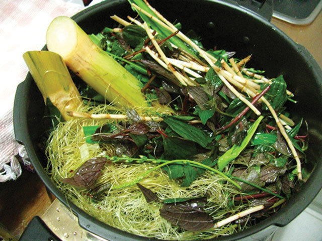 nước mát từ Cây thuốc dòi | Cây bọ mắm | Cây cỏ dòi