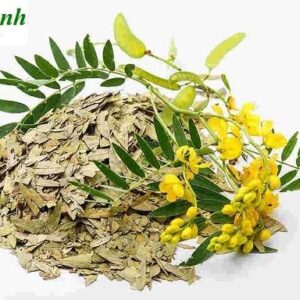 Lá phan tả diệp | Cây phan tả diệp | Trà phan tả diệp