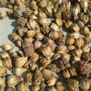 Quả dứa dại | Trái dứa dại | Cây dứa gai | Dứa rừng