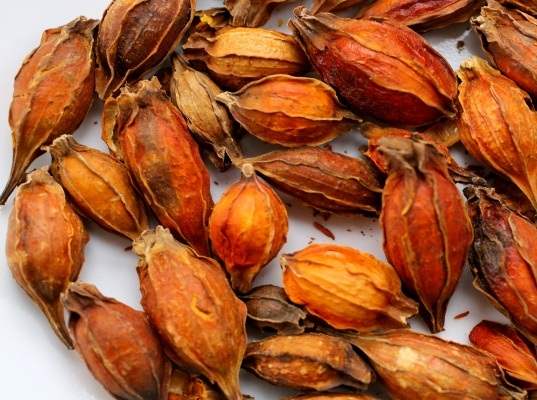 bột tạo màu vàng tự nhiên dành dành | Chi Tử | Bột dành dành | quả dành dành | Địa chỉ bán hạt dành dành