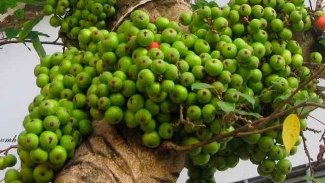 qua_sung_tuoi qua_sung_tuoi